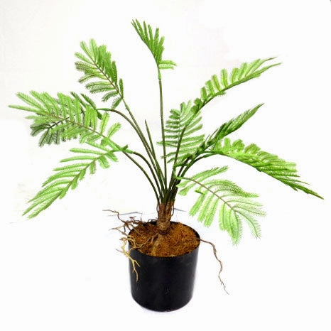 Potted Fern