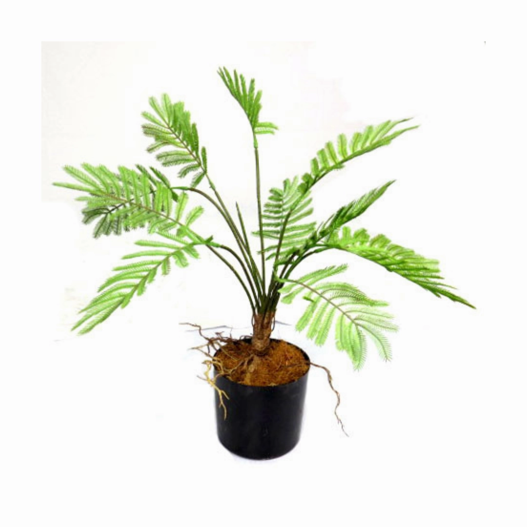 Potted Fern