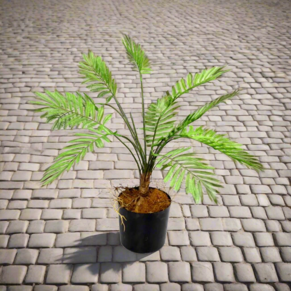 Potted Fern