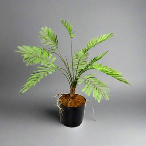 Potted Fern decorative home ornament