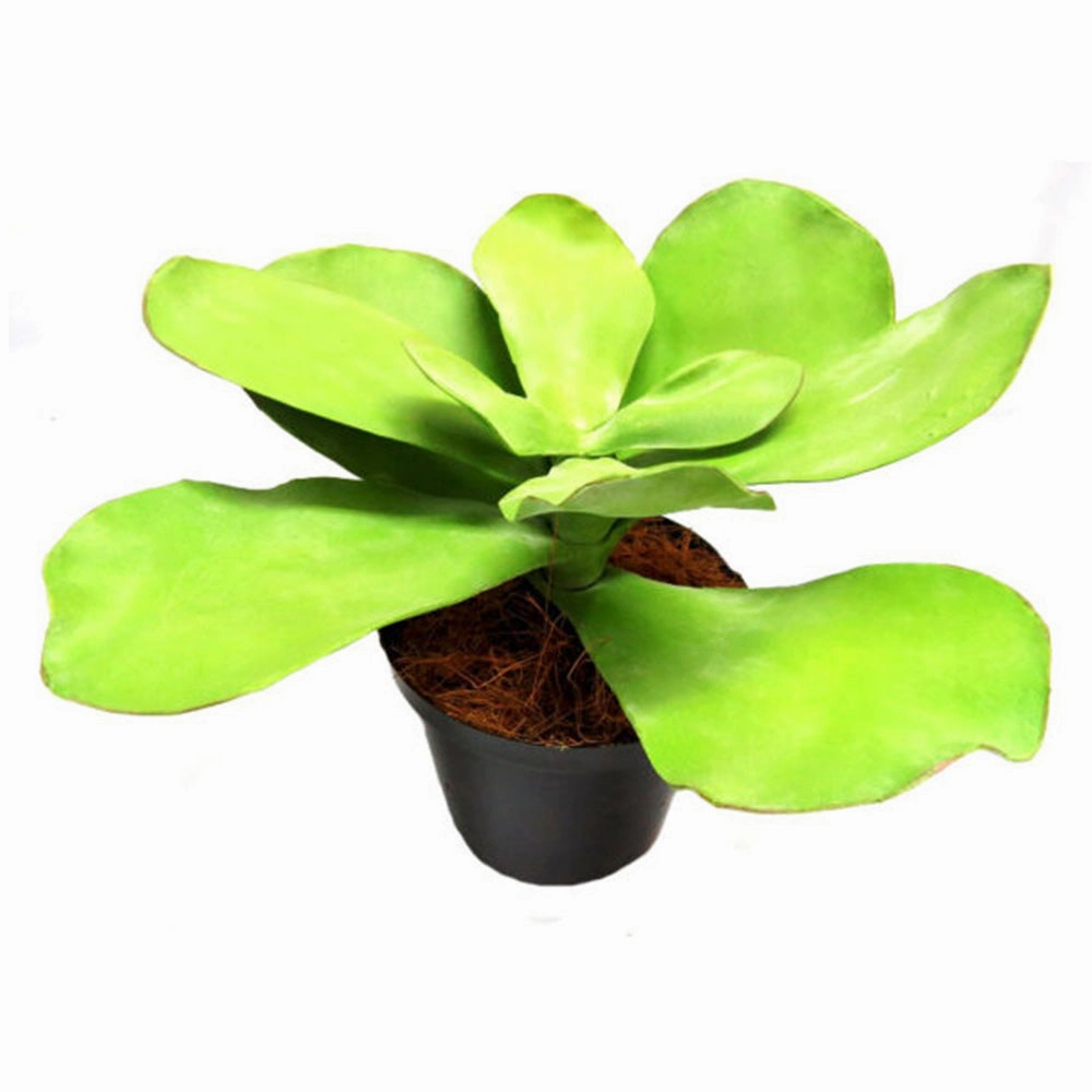 Potted Paddle Plant
