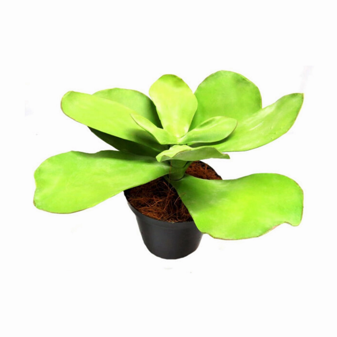 Potted Paddle Plant