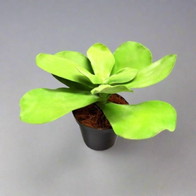 Potted Paddle Plant decorative home ornament