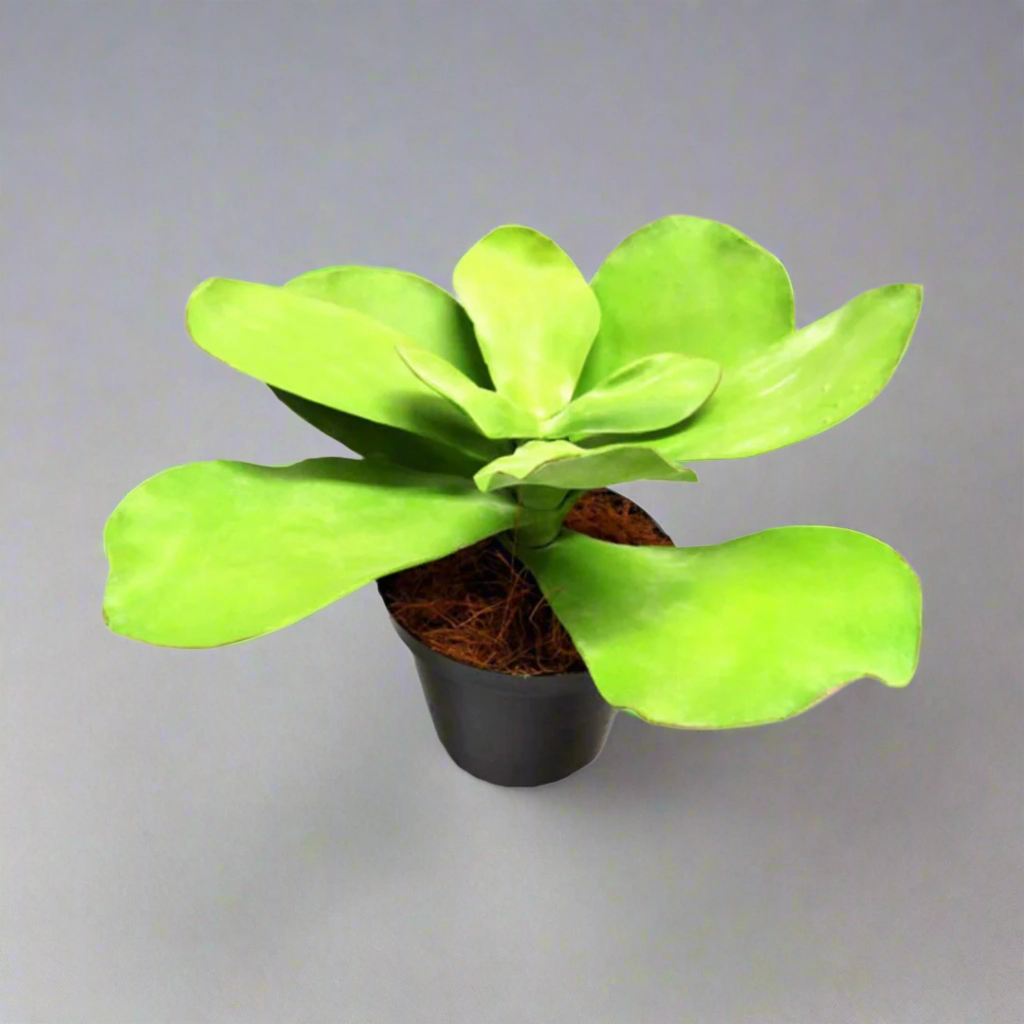 Potted Paddle Plant decorative home ornament