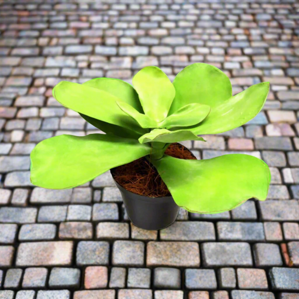 Potted Paddle Plant