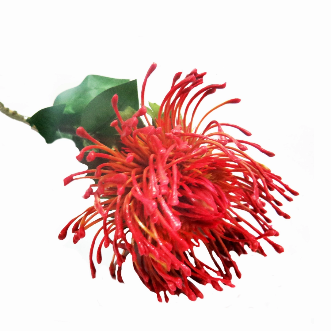 Red Pincushion