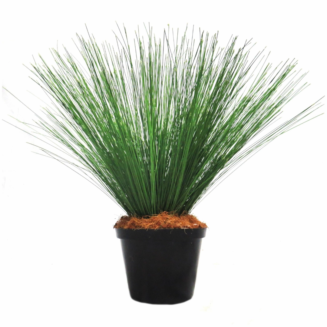 River Reeddance Plant