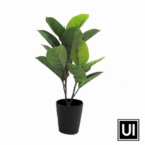 Rubber tree
