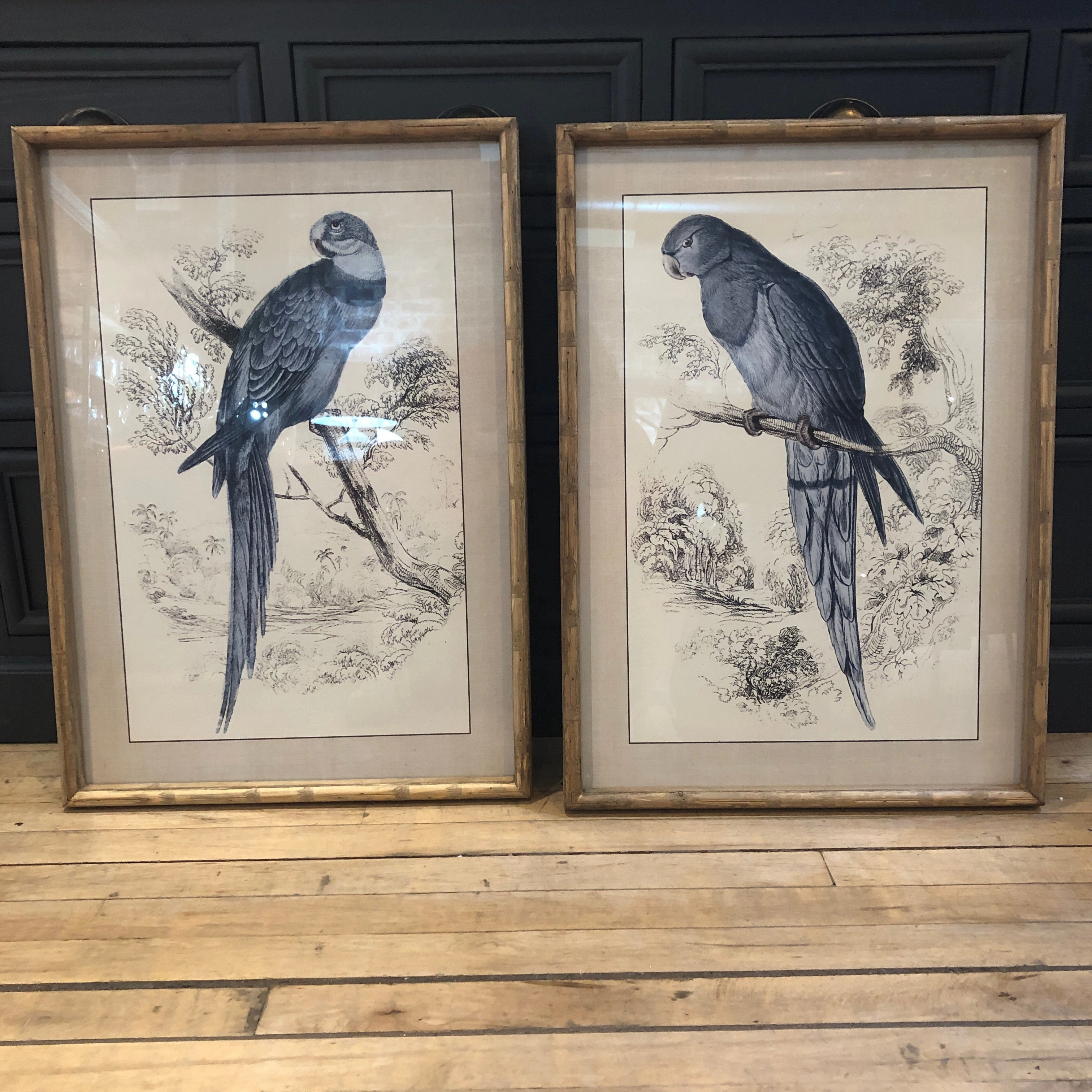Set of Two Framed Blue Parrot Pictures 70cm