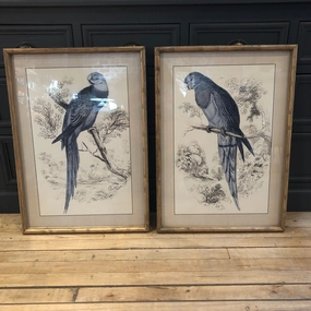 Set of Two Framed Blue Parrot Pictures 70cm modern mural painting