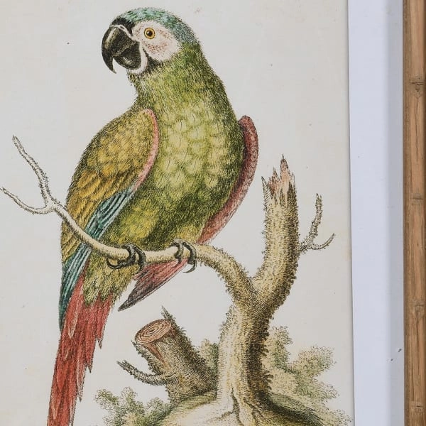 Set of Two Framed Green Parrot Pictures 60cm