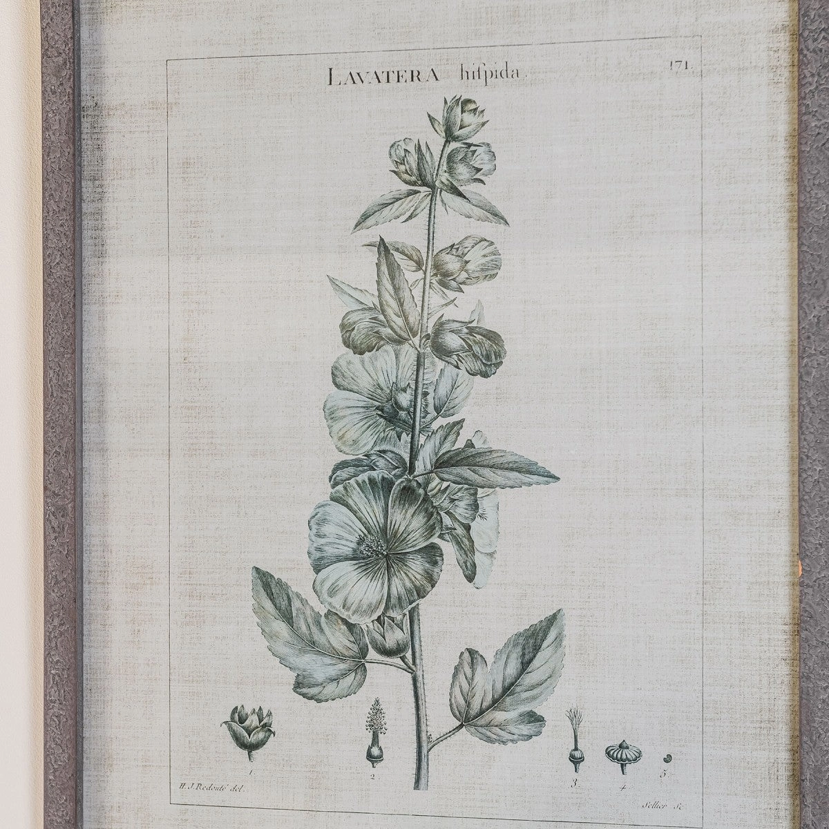 Set of Two Framed Lavatera Prints 75cm