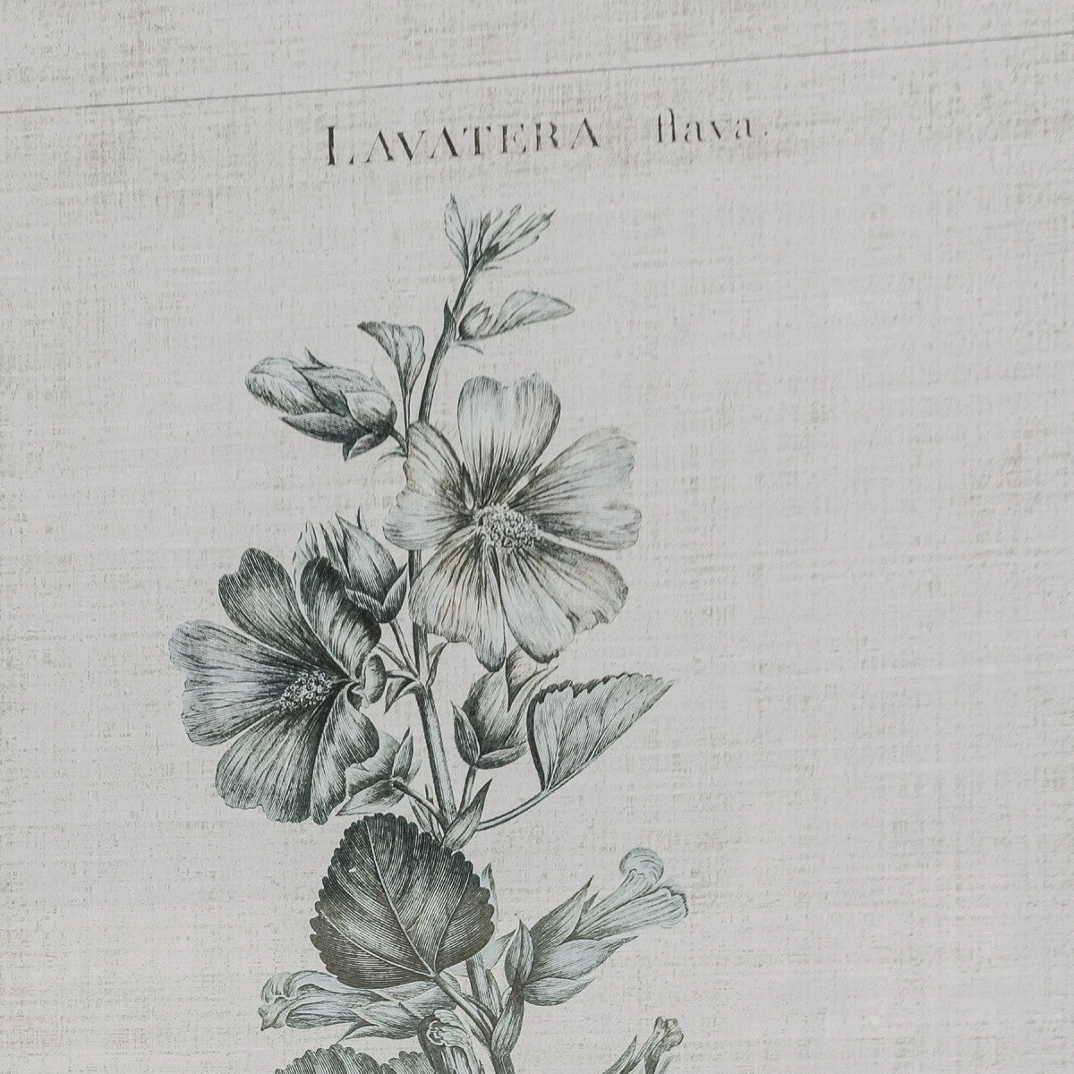 Set of Two Framed Lavatera Prints 75cm