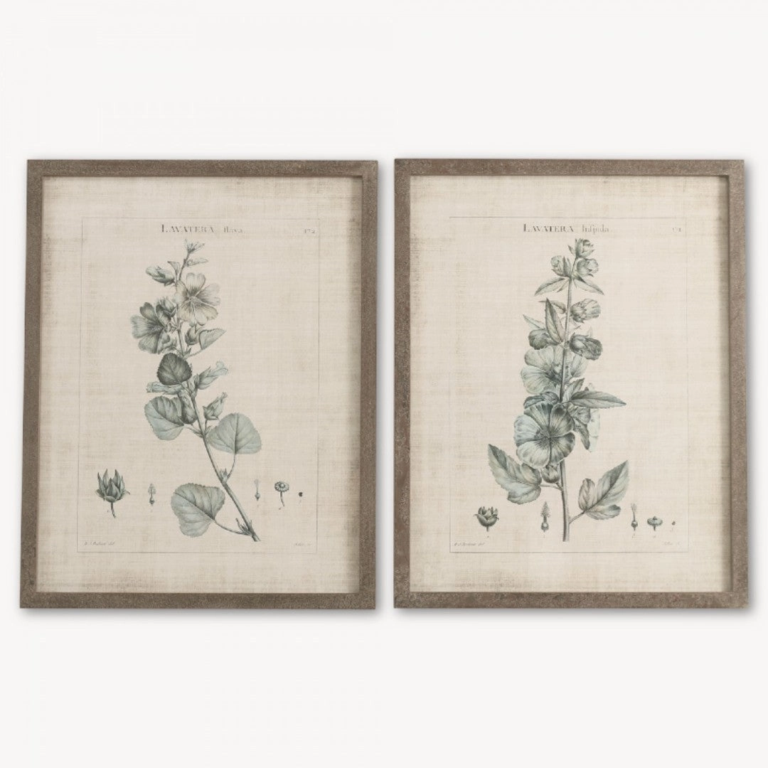 Set of Two Framed Lavatera Prints 75cm