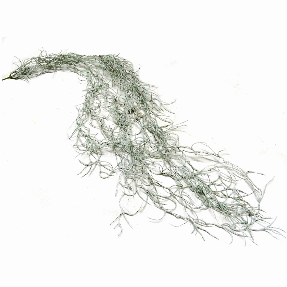 Spanish Moss