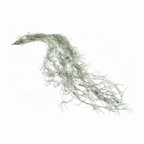 Spanish Moss decorative home ornament