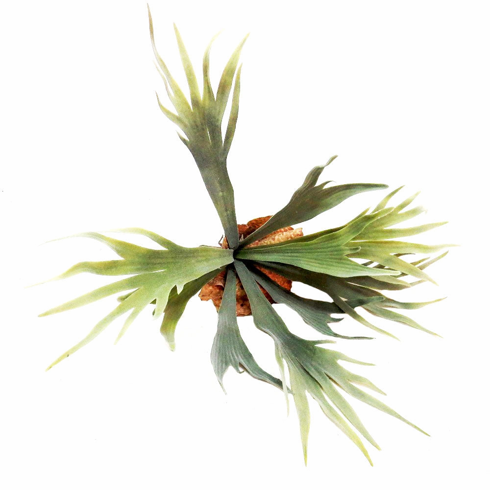 Staghorn Kwapalma