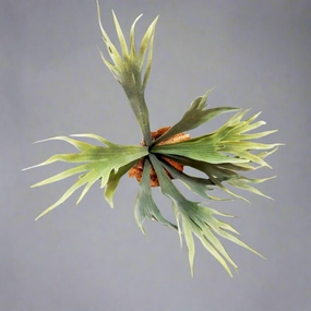 Staghorn Kwapalma decorative home ornament