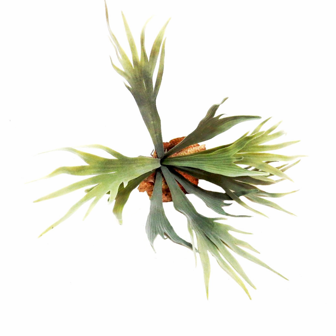Staghorn Kwapalma