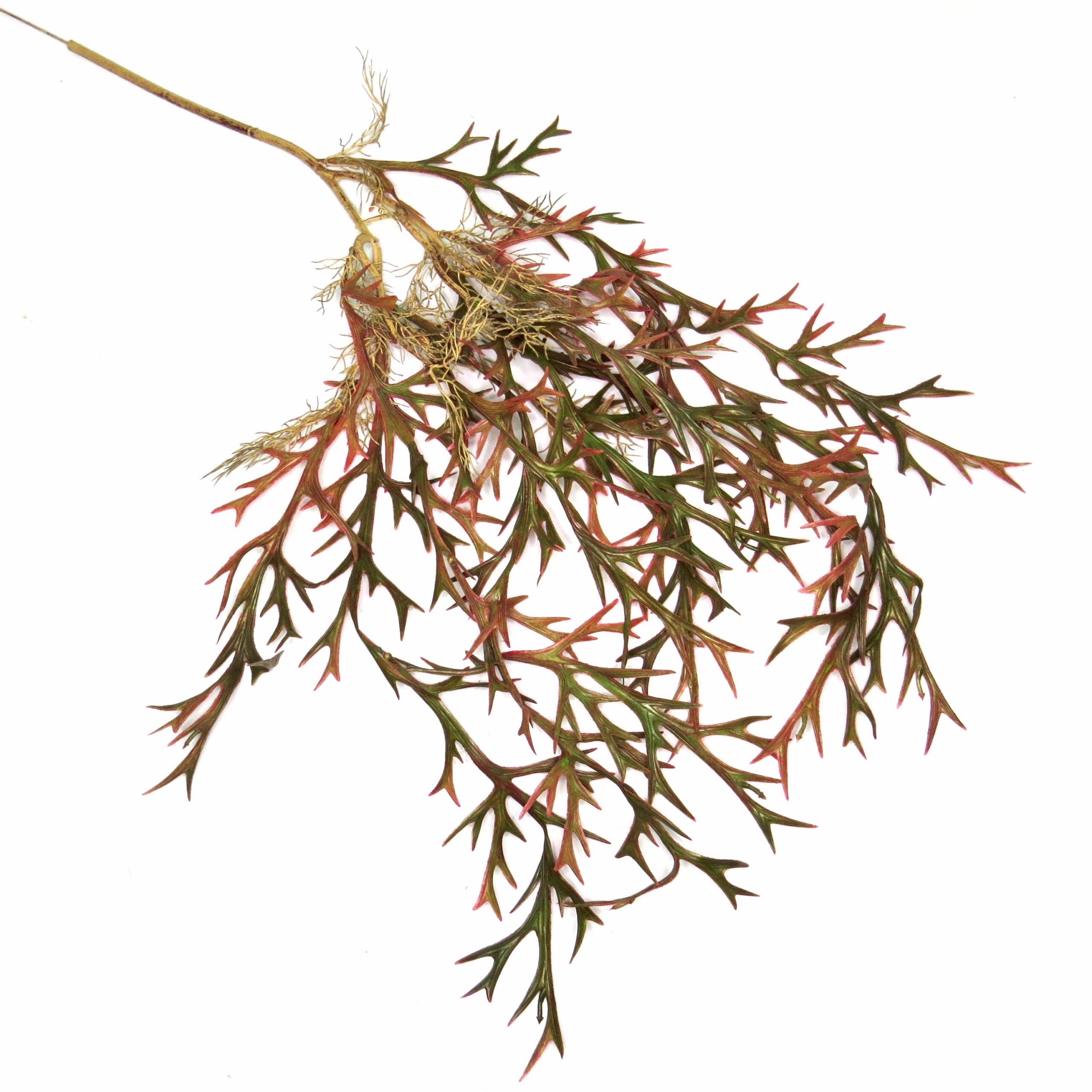 Staghorn Paintbox Vine