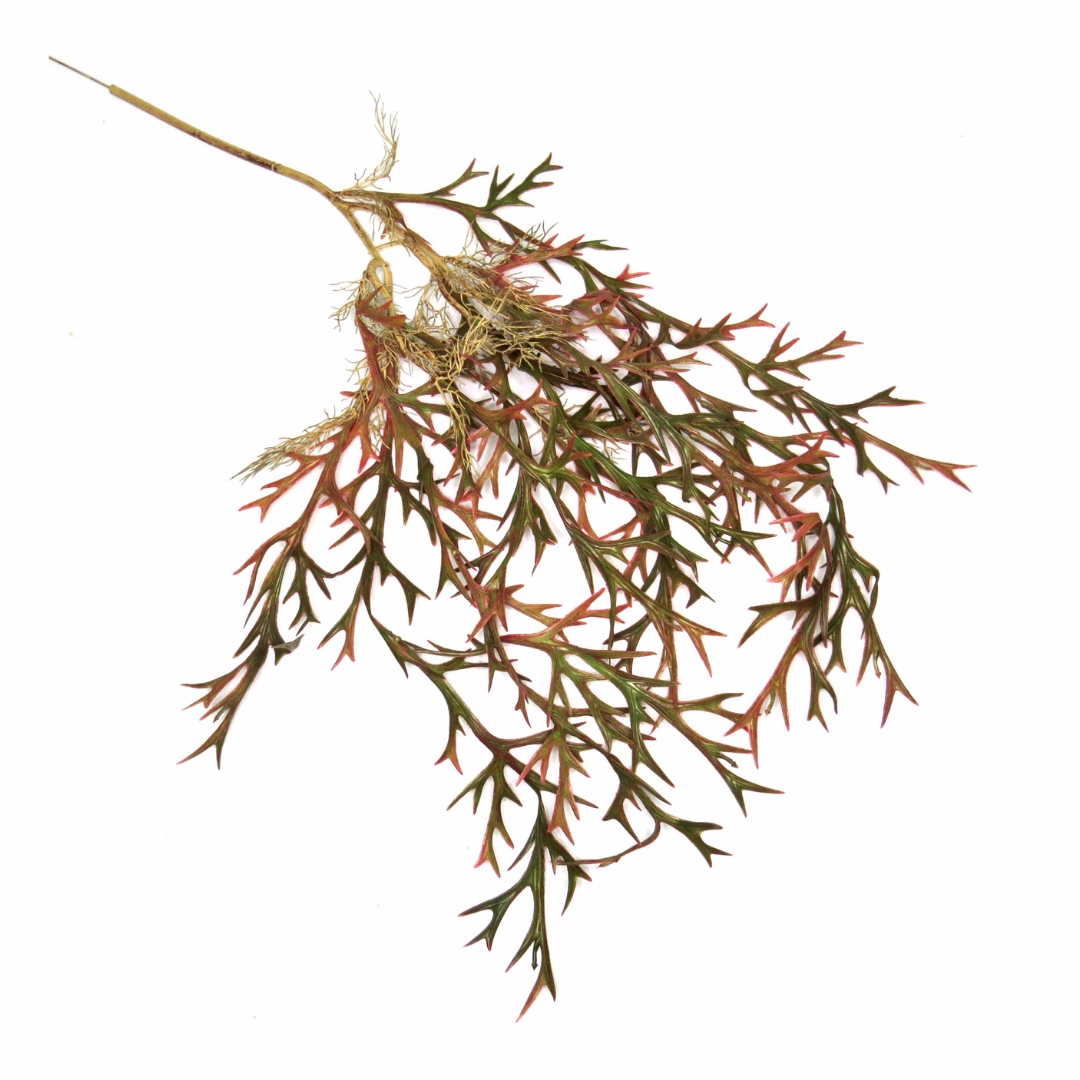 Staghorn Paintbox Vine