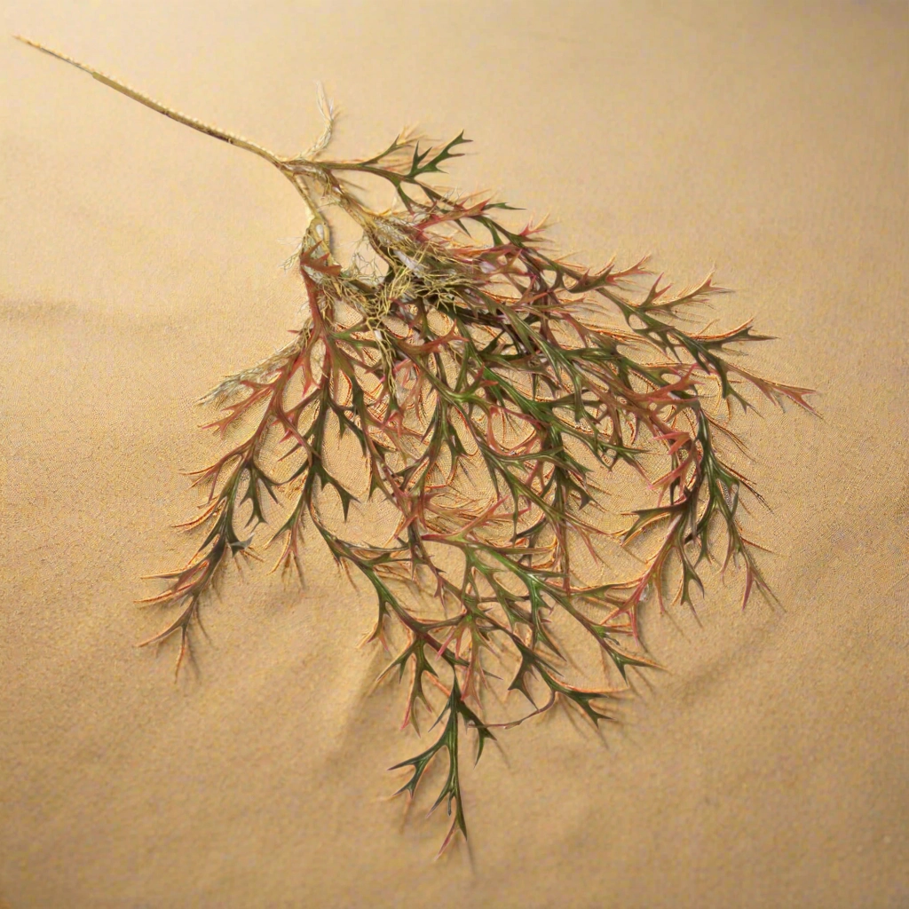 Staghorn Paintbox Vine