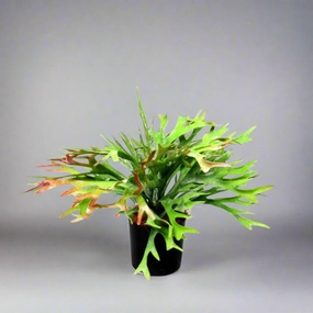 Staghorn Rainforest decorative home ornament