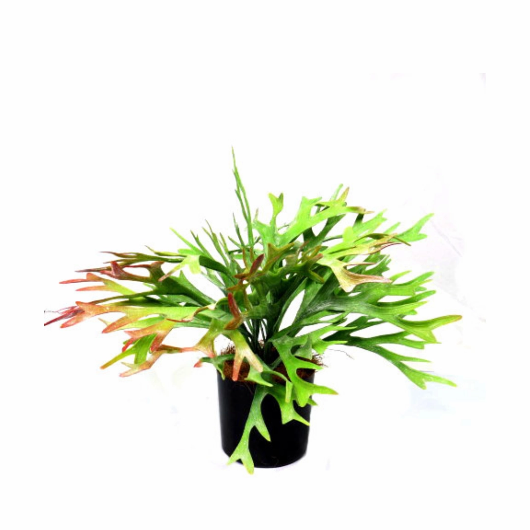Staghorn Rainforest