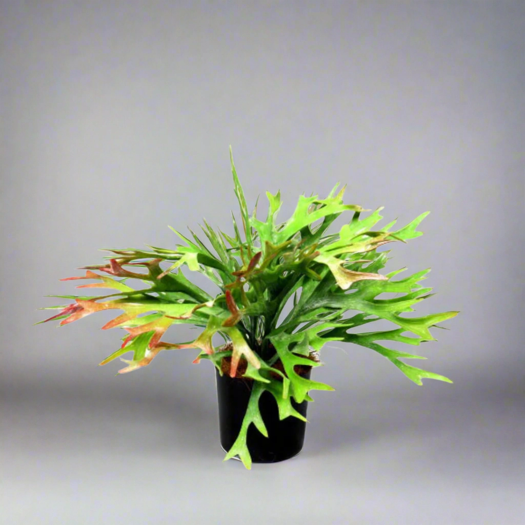 Staghorn Rainforest decorative home ornament