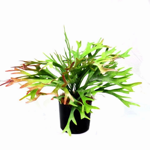 Staghorn Rainforest