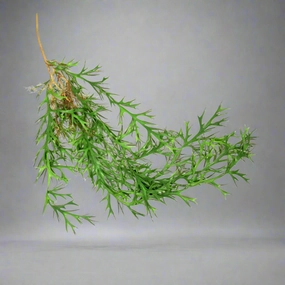 Staghorn Rooty Tooty decorative home ornament