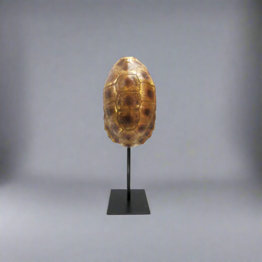 Taco Tortoise decorative home ornament