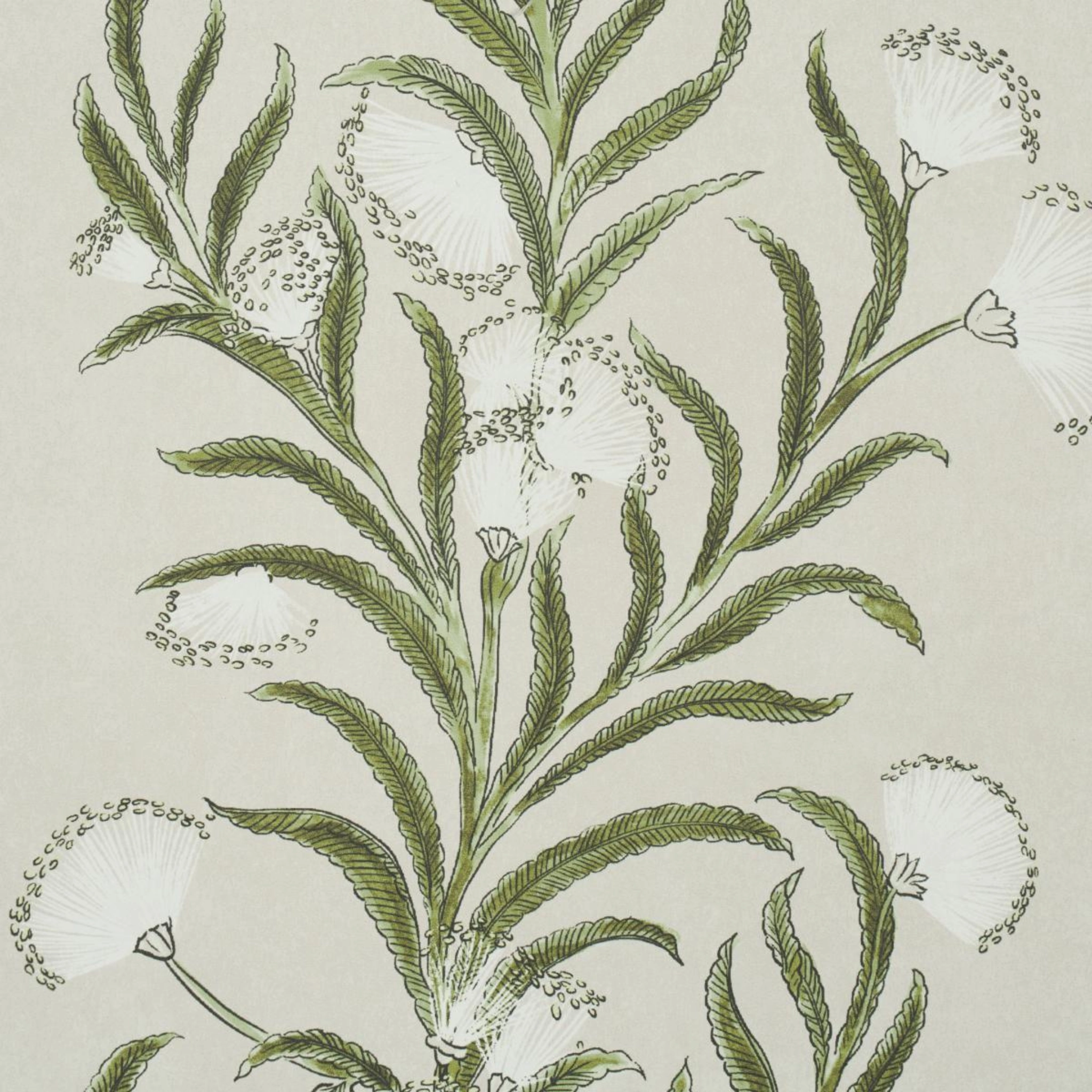 Tasmanian Mimosa Wallpaper