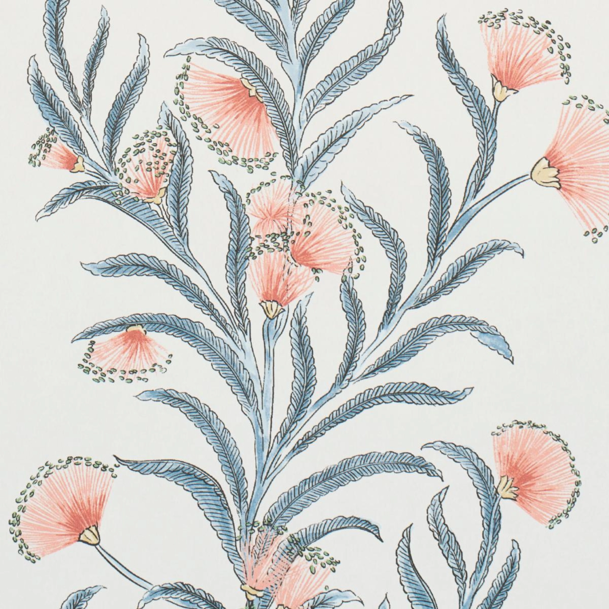 Tasmanian Mimosa Wallpaper