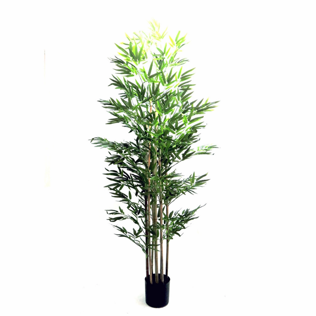 Trunk Bamboo Plant