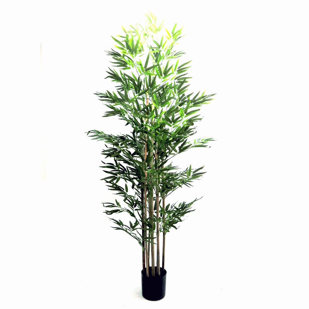 Trunk Bamboo Plant