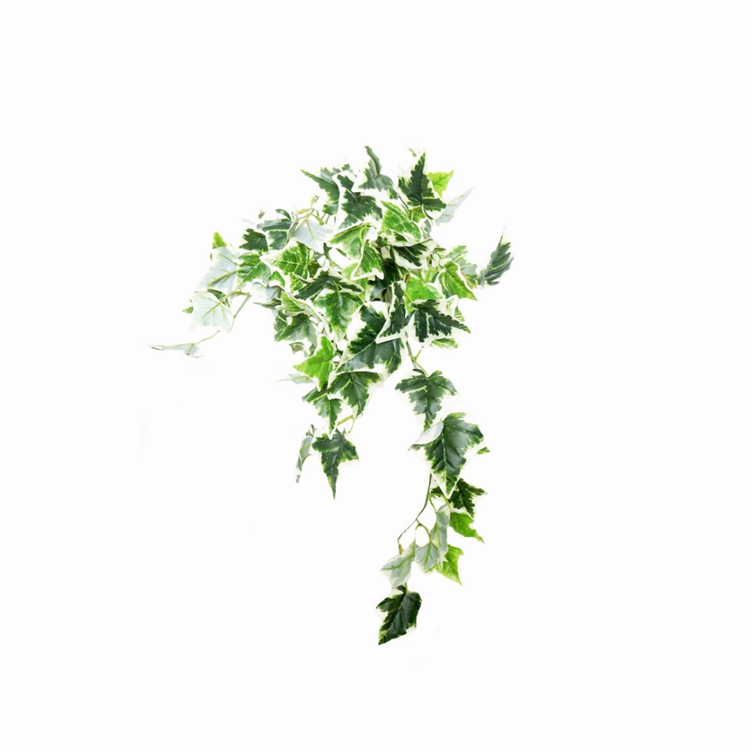 Variegated Ivy Hanging Plant