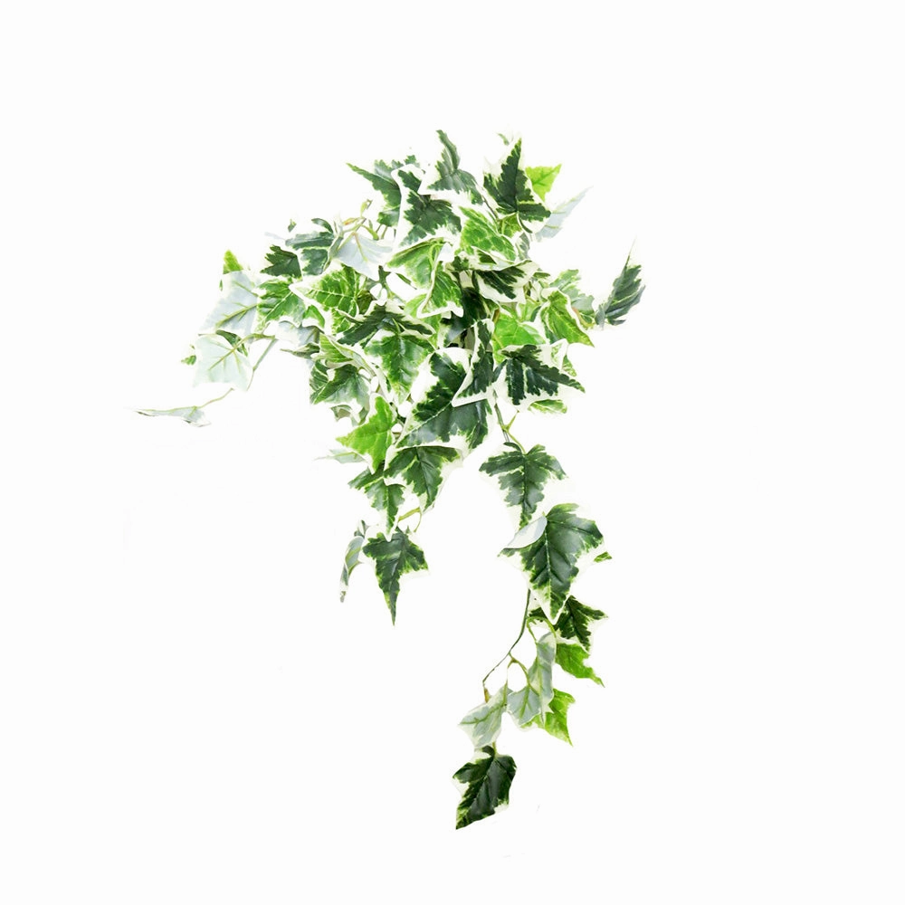 Variegated Ivy Hanging Plant