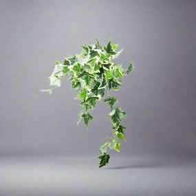 Variegated Ivy Hanging Plant decorative home ornament