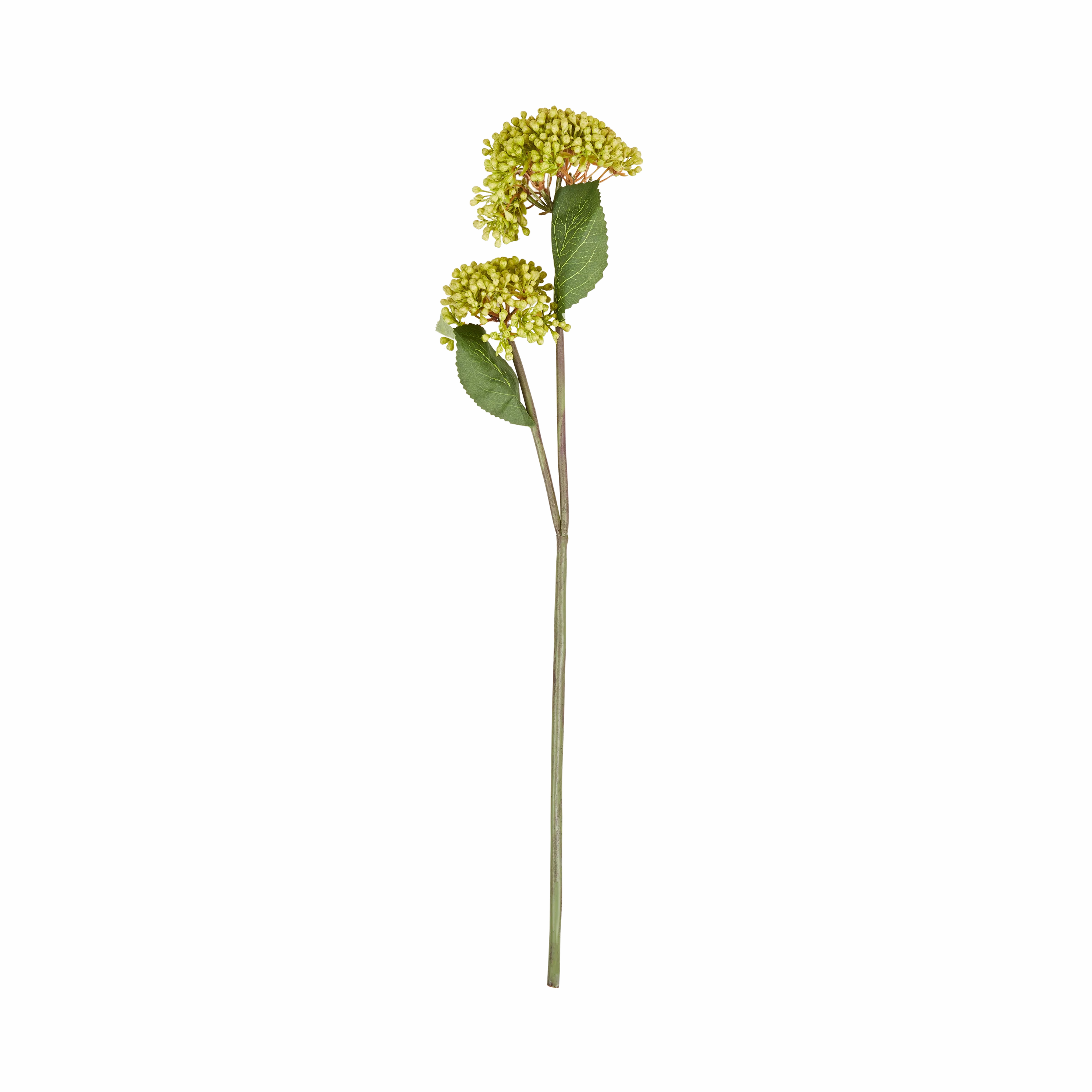 Viburnum Stem creative interior decor