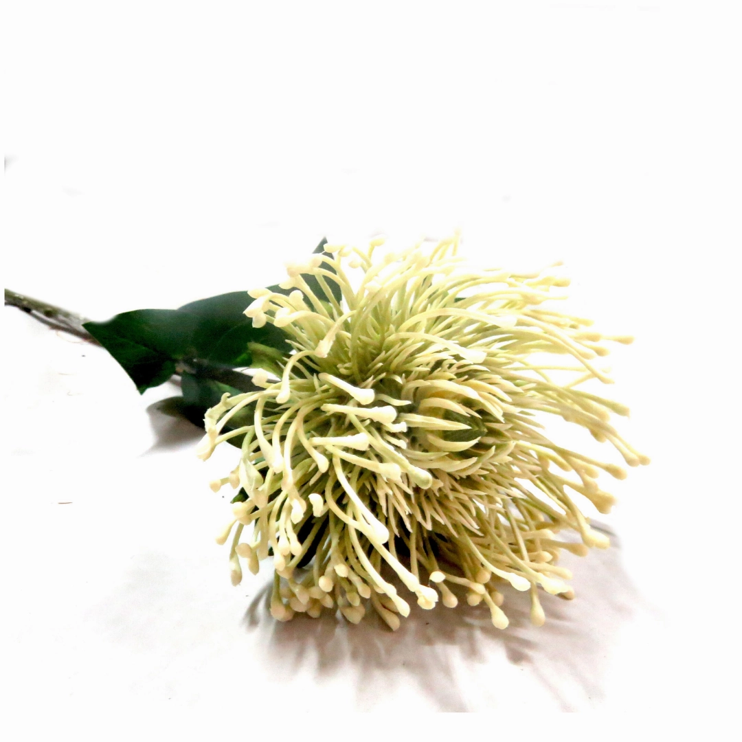 White Pincushion