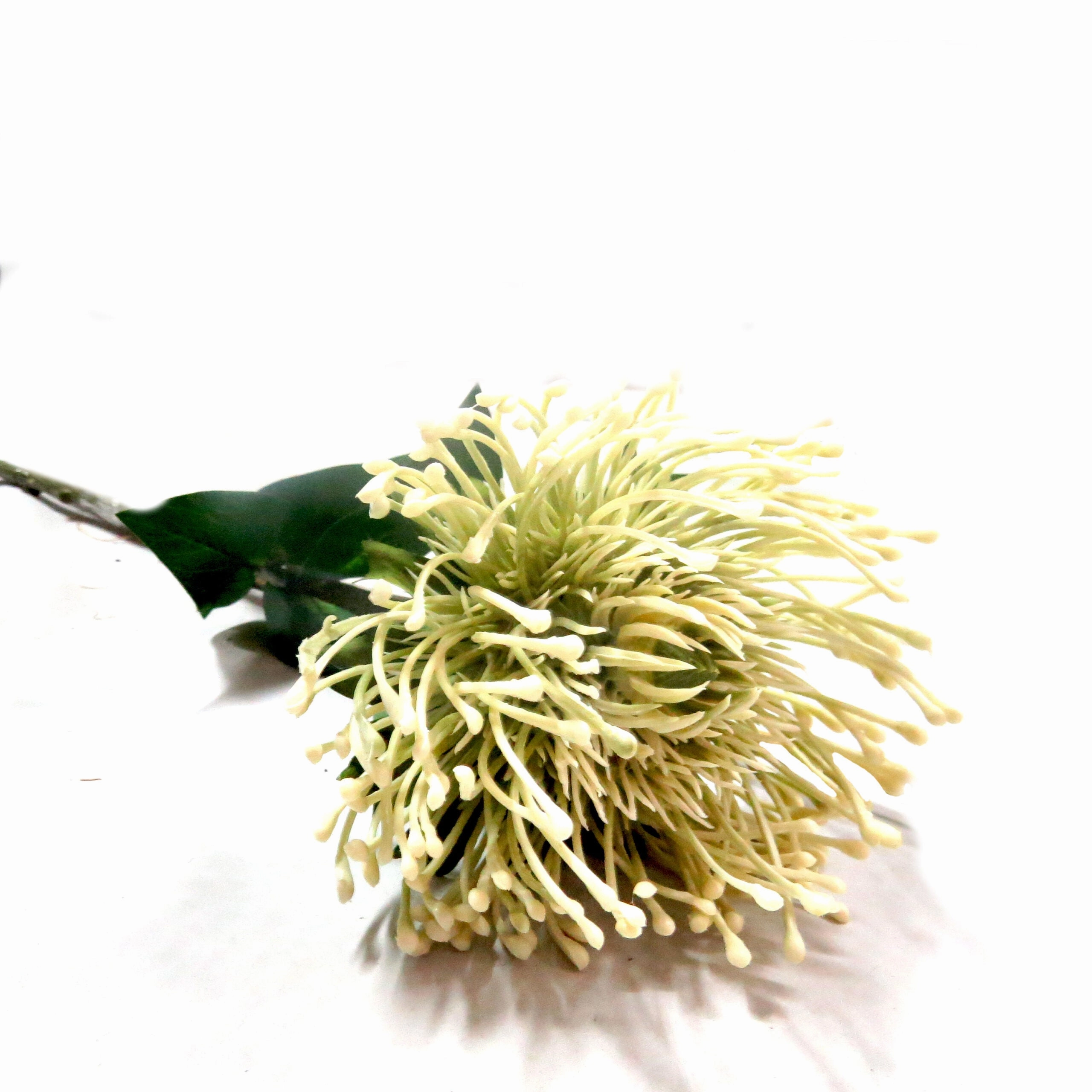 White Pincushion