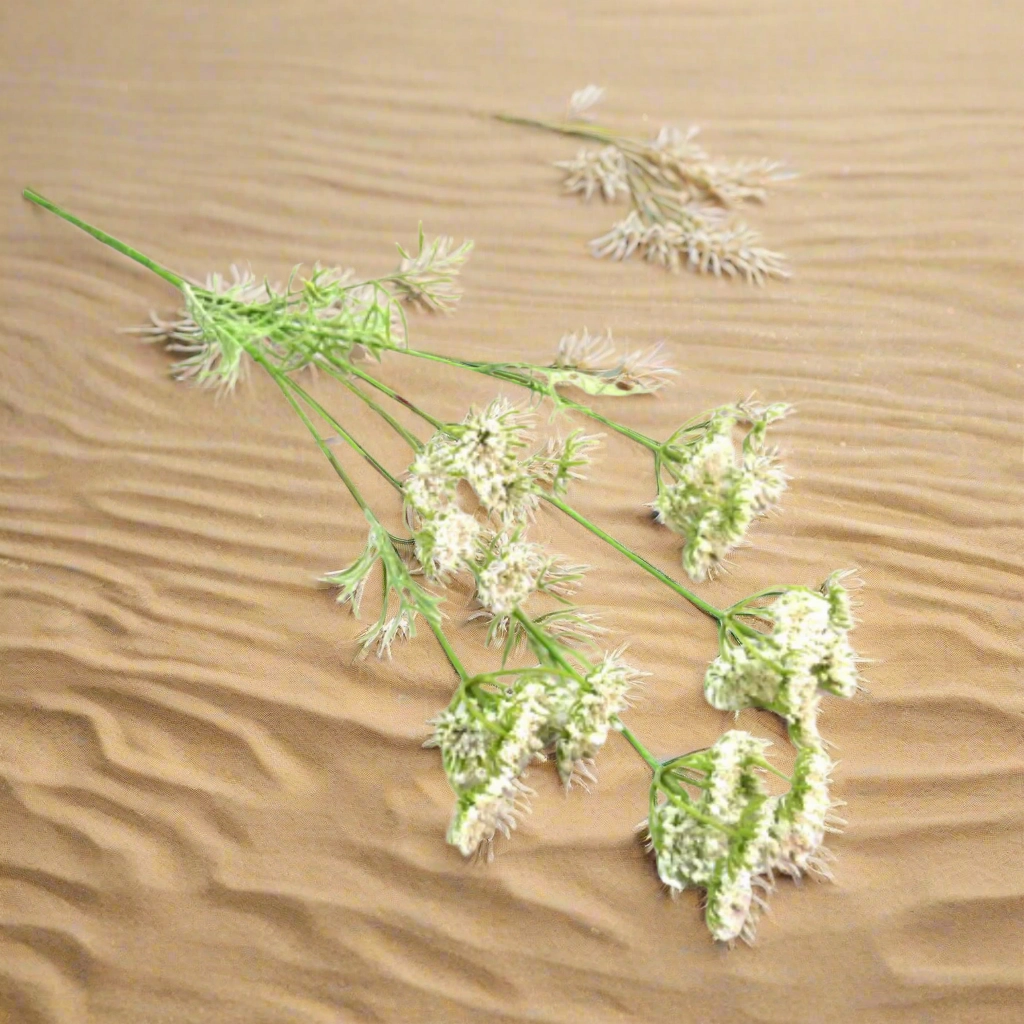 White Queen Anne's Lace