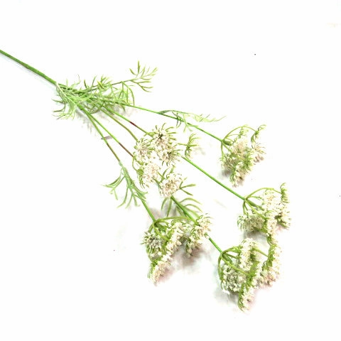White Queen Anne's Lace
