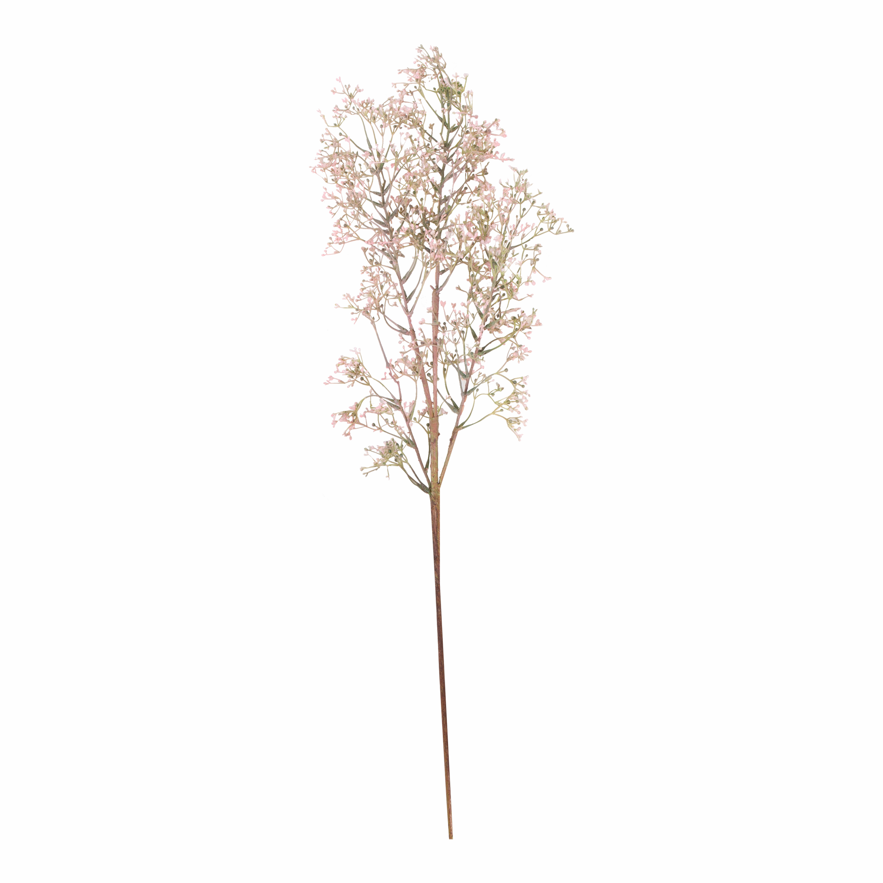Wild Privet Stem creative interior decor