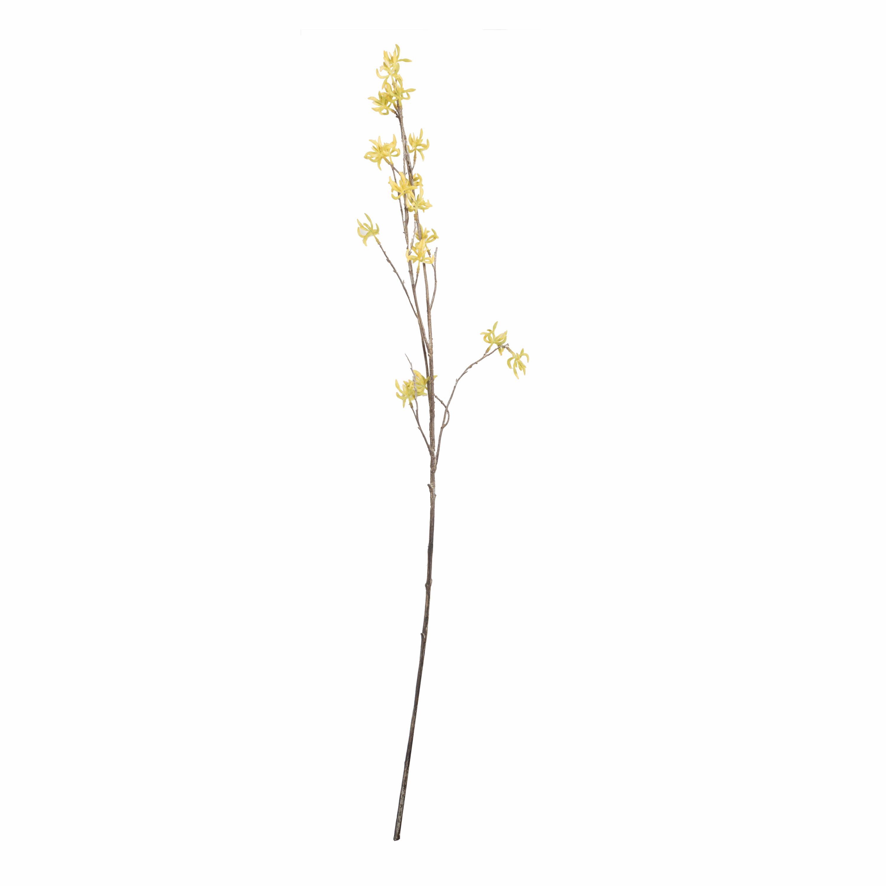 Witch Hazel Stem creative interior decor