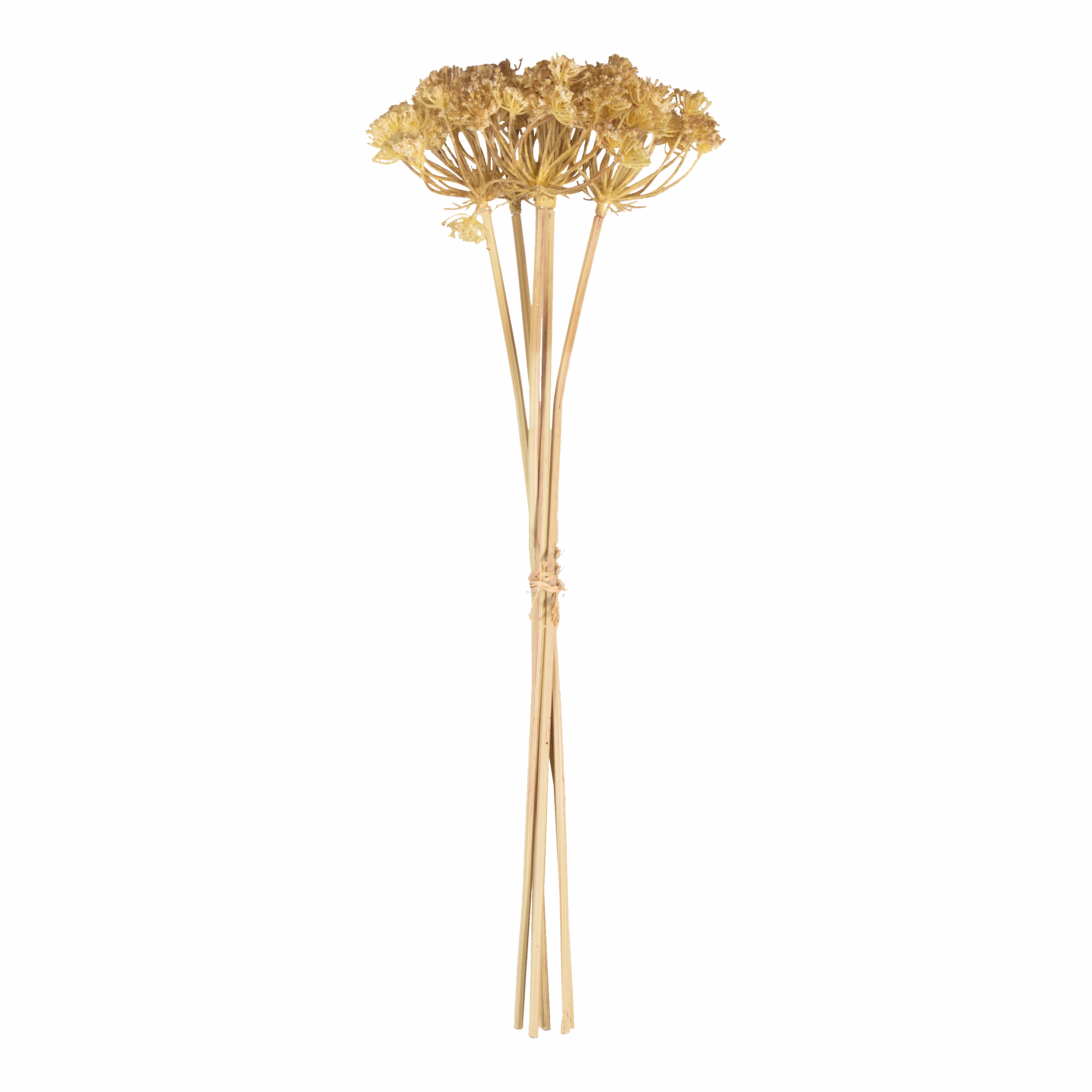 Yarrow Stem Bunch creative interior decor