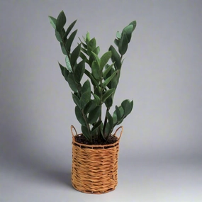 zamico decorative home ornament