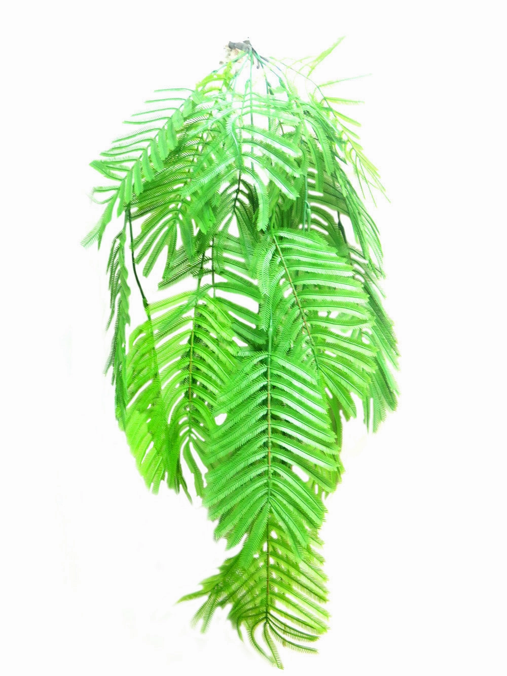 Zanzibari palmfern