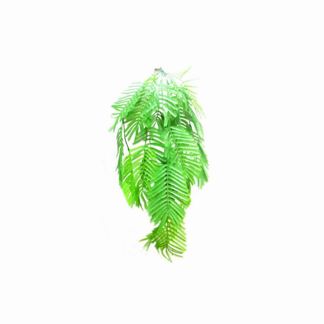 Zanzibari palmfern